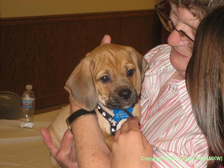 20080802 - KE3HAY's loveable Puggle.JPG